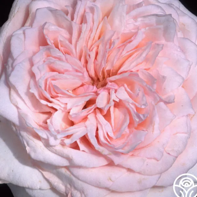 Magnificent Perfume™>Heirloom Roses