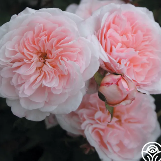 Magnificent Perfume™>Heirloom Roses