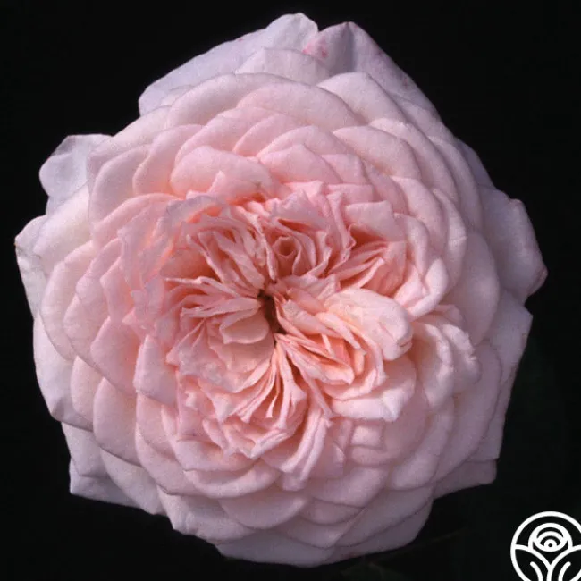 Magnificent Perfume™>Heirloom Roses