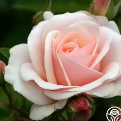 Majestic™>Heirloom Roses Outlet