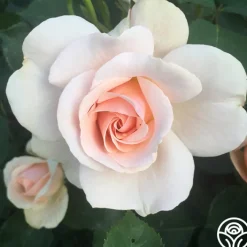 Majestic™>Heirloom Roses Outlet