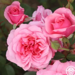 Malaguena>Heirloom Roses Outlet