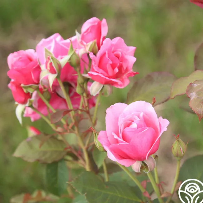 Malaguena>Heirloom Roses Outlet
