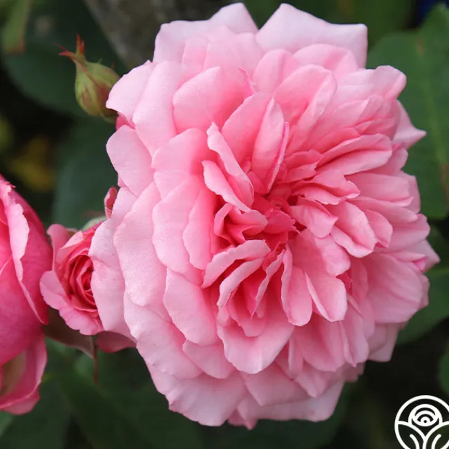 Malaguena>Heirloom Roses Outlet