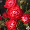 Mandarin Ice®>Heirloom Roses Best