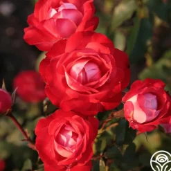 Mandarin Ice®>Heirloom Roses Best