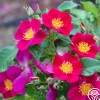 Manhattan Blue>Heirloom Roses Outlet