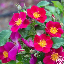 Manhattan Blue>Heirloom Roses Outlet