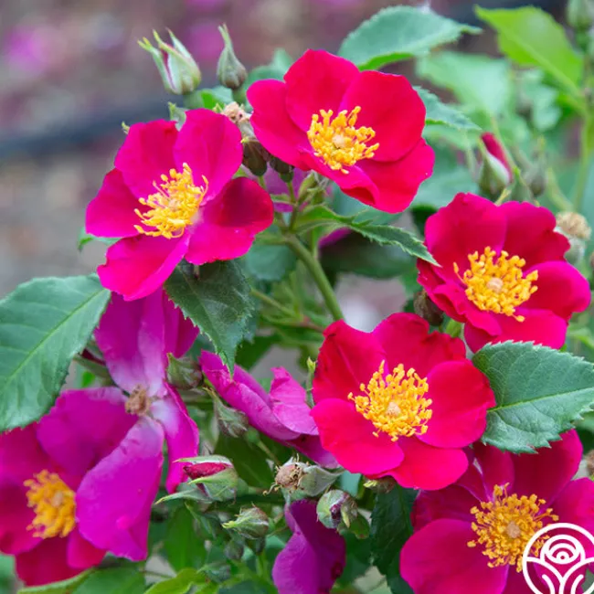 Manhattan Blue>Heirloom Roses Outlet