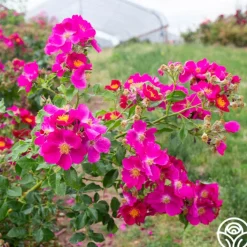 Manhattan Blue>Heirloom Roses Outlet