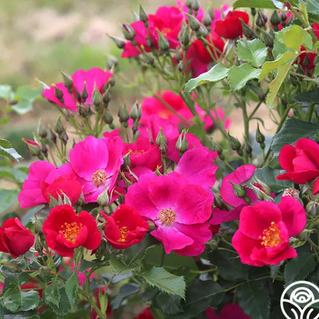 Manhattan Blue>Heirloom Roses Outlet