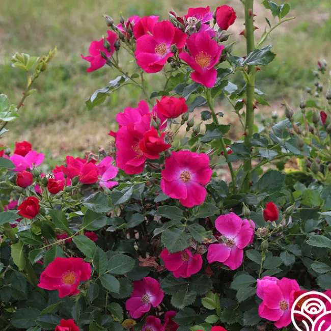 Manhattan Blue>Heirloom Roses Outlet