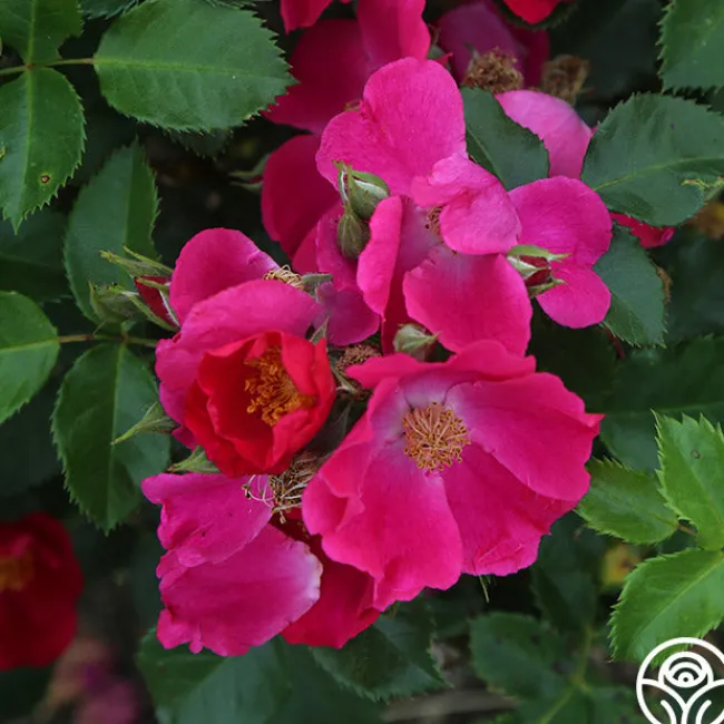 Manhattan Blue>Heirloom Roses Outlet