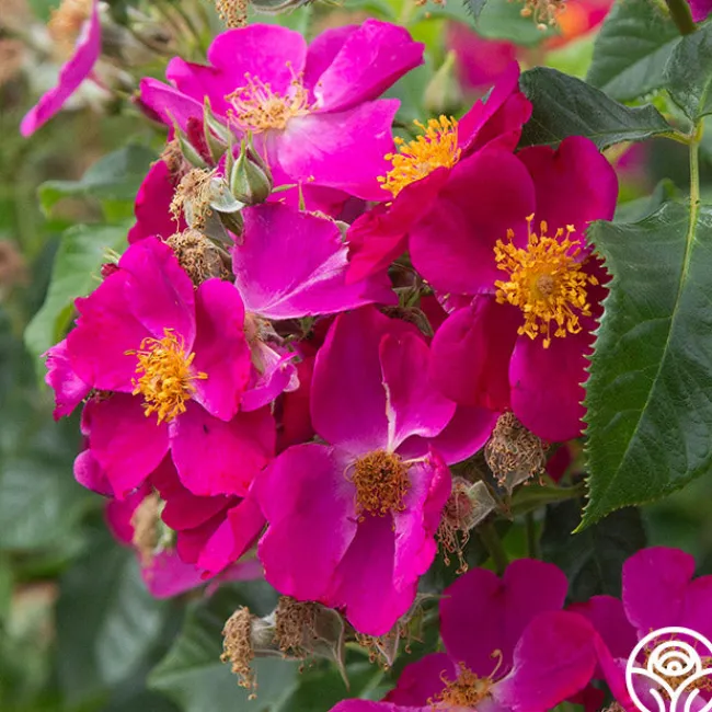 Manhattan Blue>Heirloom Roses Outlet