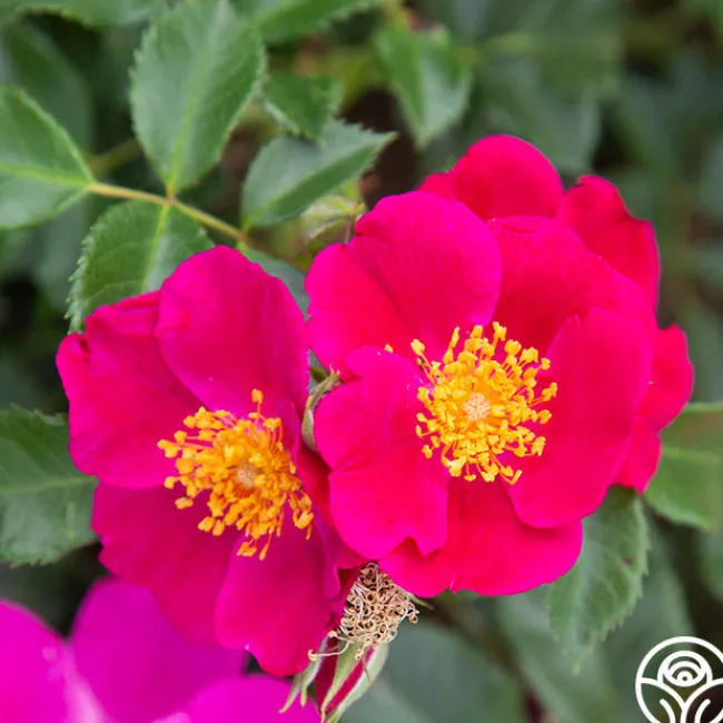 Manhattan Blue>Heirloom Roses Outlet