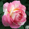 Marc Chagall™>Heirloom Roses Sale