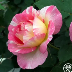 Marc Chagall™>Heirloom Roses Sale