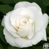 Margaret Merrill®>Heirloom Roses Clearance