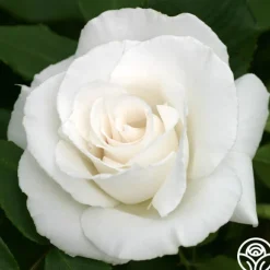 Margaret Merrill®>Heirloom Roses Clearance