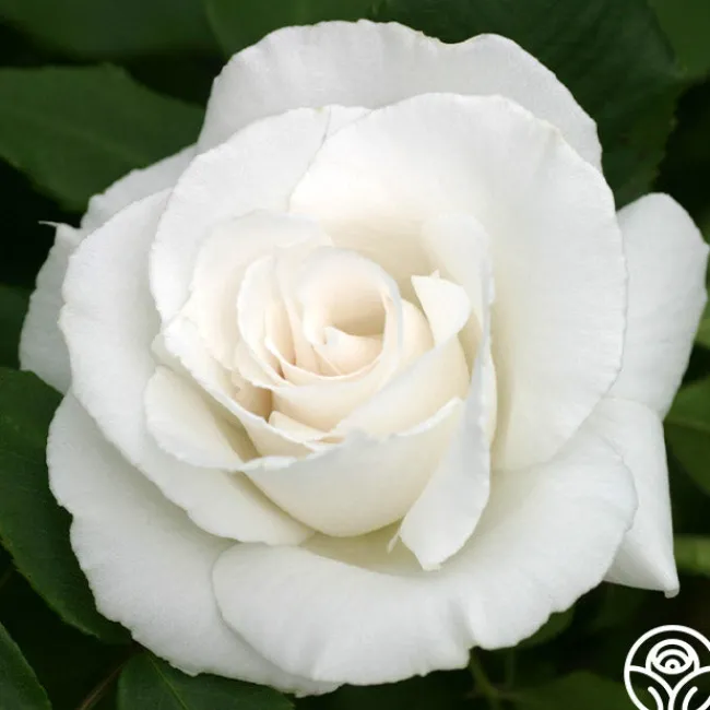 Margaret Merrill®>Heirloom Roses Clearance