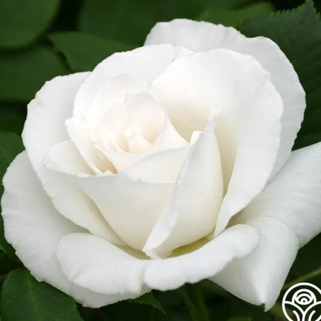 Margaret Merrill®>Heirloom Roses Clearance