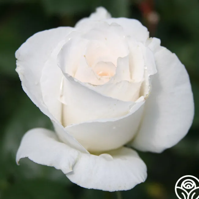 Margaret Merrill®>Heirloom Roses Clearance