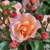 Marie Curie®>Heirloom Roses Discount