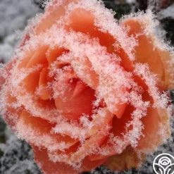 Marie Curie®>Heirloom Roses Discount
