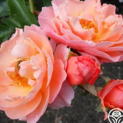 Marie Curie®><noscript><img width=