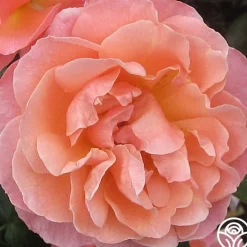 Marie Curie®><noscript><img width=