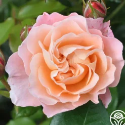 Marie Curie®><noscript><img width=