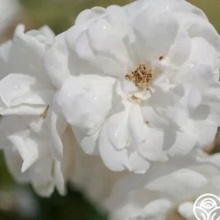 Marie Pavie>Heirloom Roses Sale