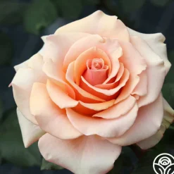 Marilyn Monroe™>Heirloom Roses Clearance