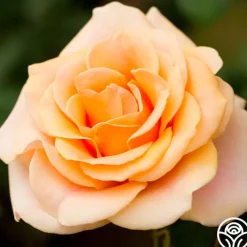 Marilyn Monroe™>Heirloom Roses Clearance