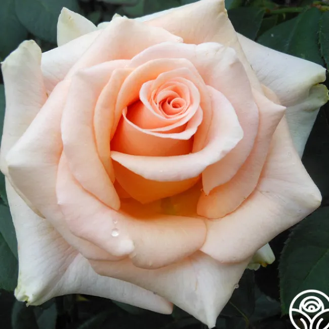 Marilyn Monroe™>Heirloom Roses Clearance