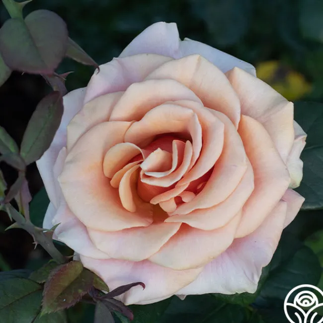 Marilyn Monroe™>Heirloom Roses Clearance