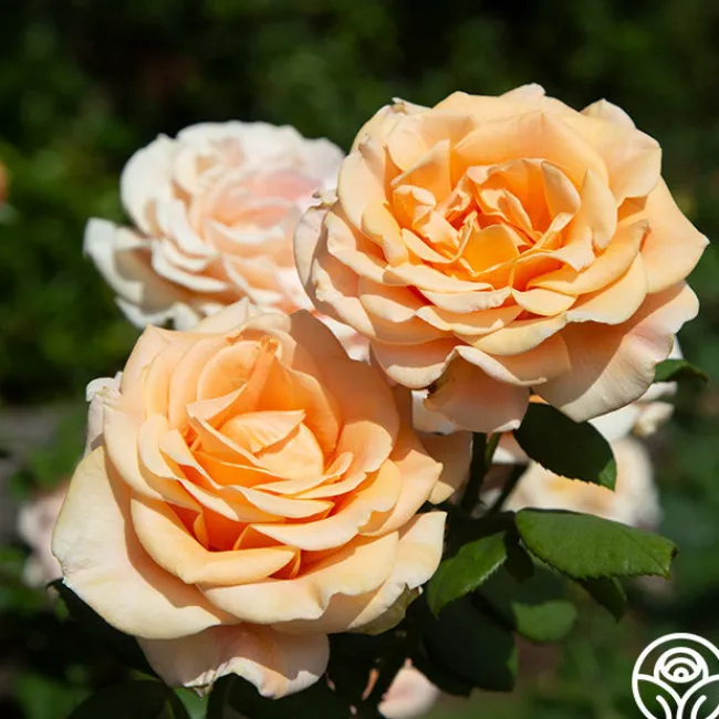 Marilyn Monroe™>Heirloom Roses Clearance