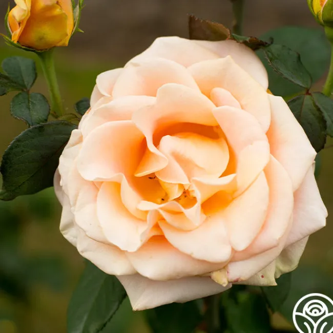 Marilyn Monroe™>Heirloom Roses Clearance