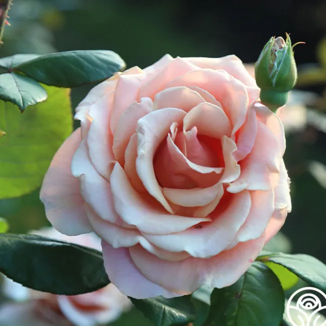 Marilyn Monroe™>Heirloom Roses Clearance