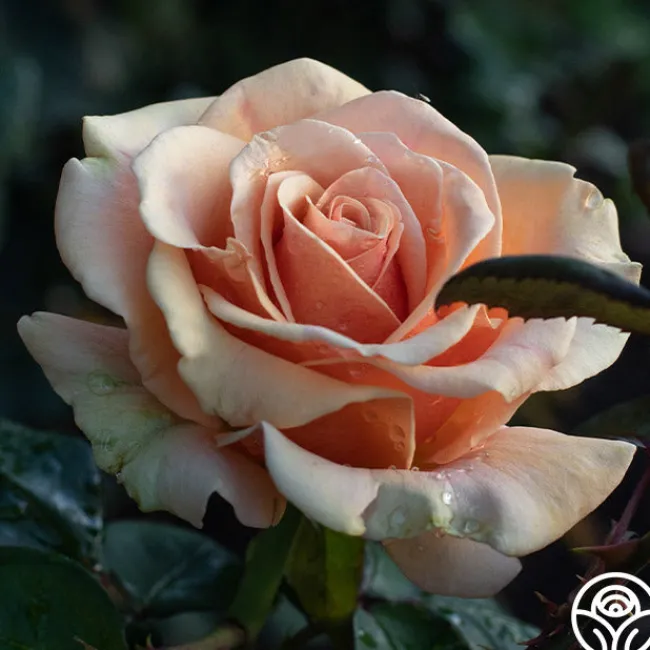 Marilyn Monroe™>Heirloom Roses Clearance