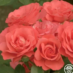 Marmalade Skies™>Heirloom Roses Online