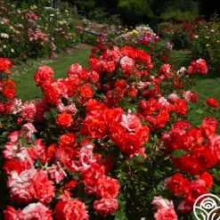 Marmalade Skies™>Heirloom Roses Online