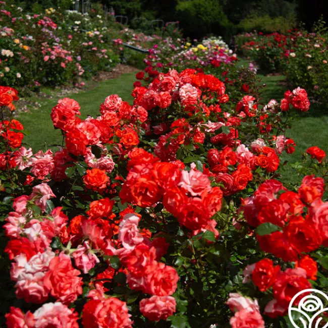 Marmalade Skies™>Heirloom Roses Online