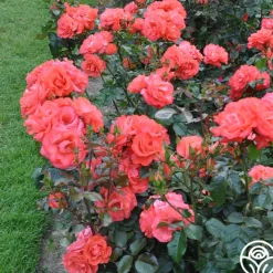 Marmalade Skies™><noscript><img width=
