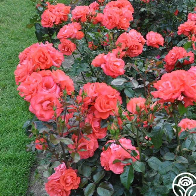 Marmalade Skies™>Heirloom Roses Online