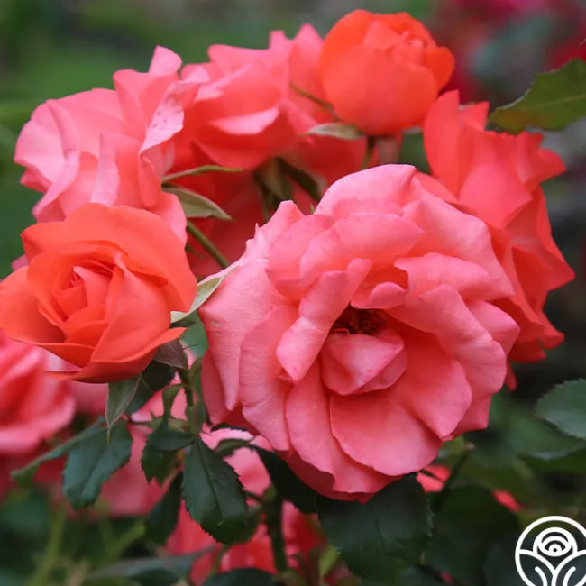 Marmalade Skies™>Heirloom Roses Online