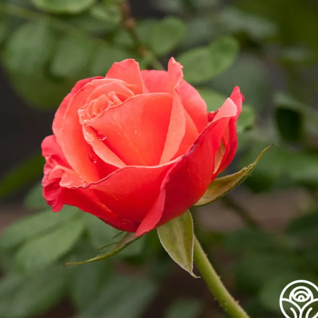 Marmalade Skies™>Heirloom Roses Online