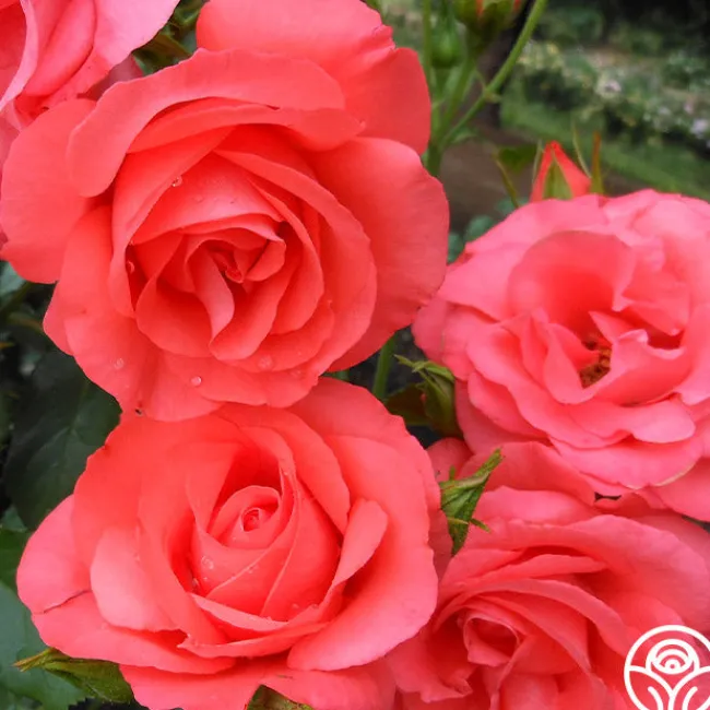 Marmalade Skies™>Heirloom Roses Online