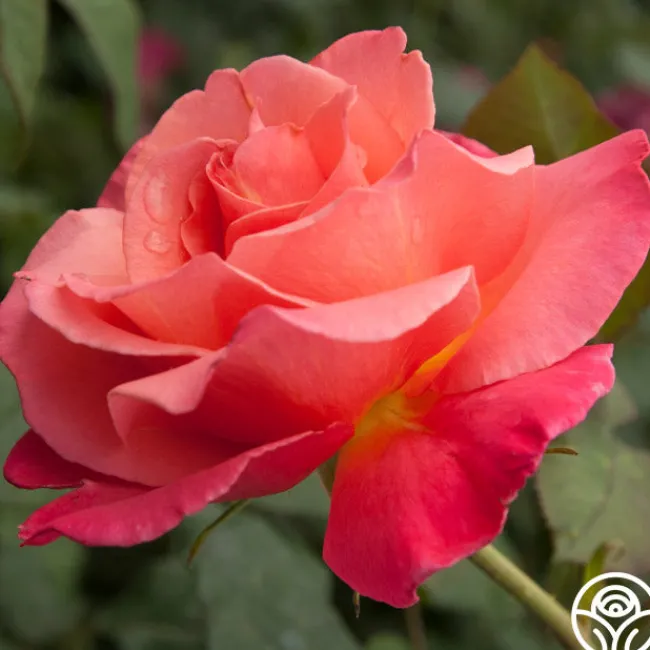 Marmalade Skies™>Heirloom Roses Online