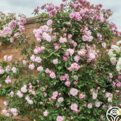 Mary Delany®>Heirloom Roses